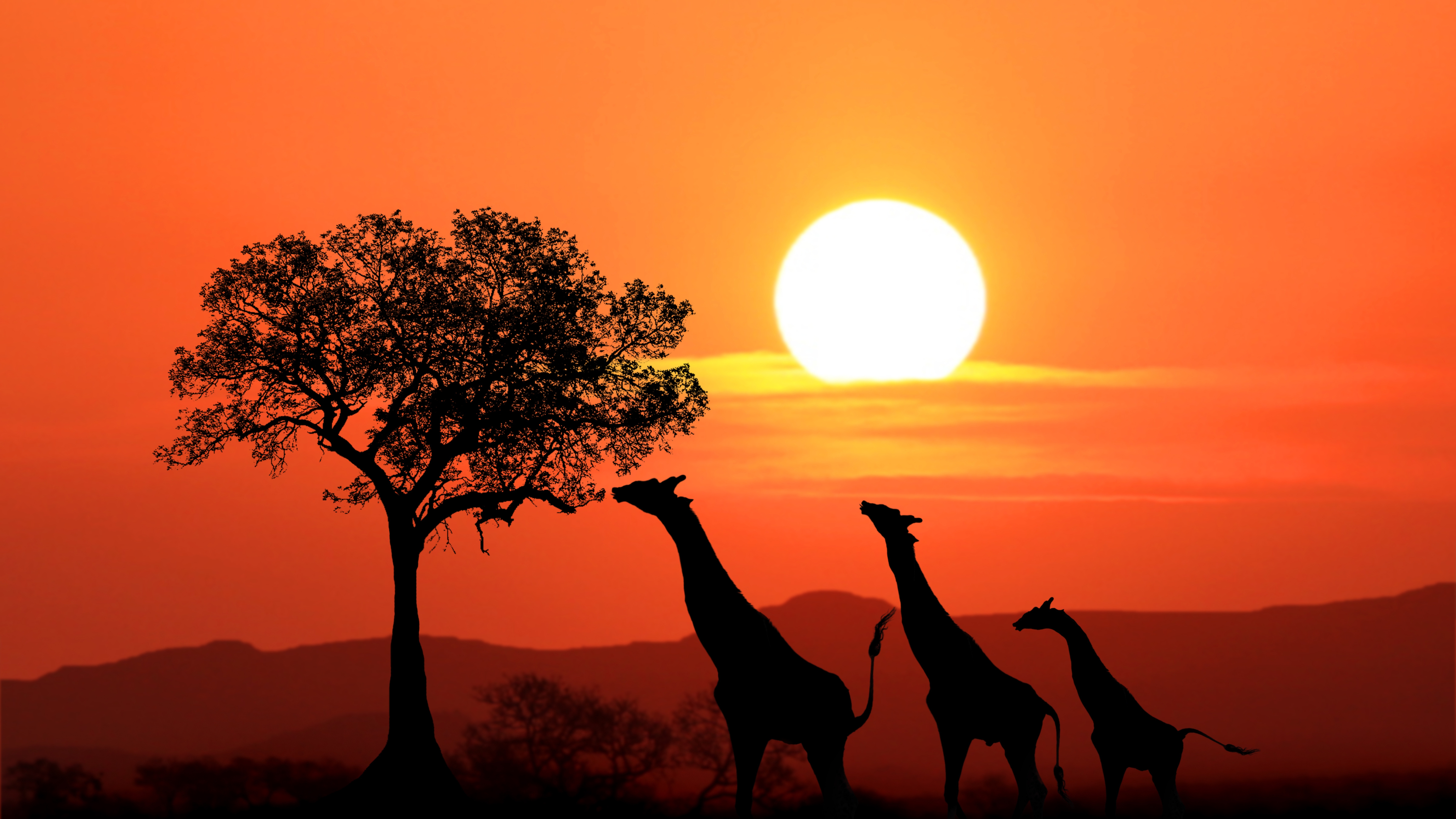 Vin Africa – 3. Advent